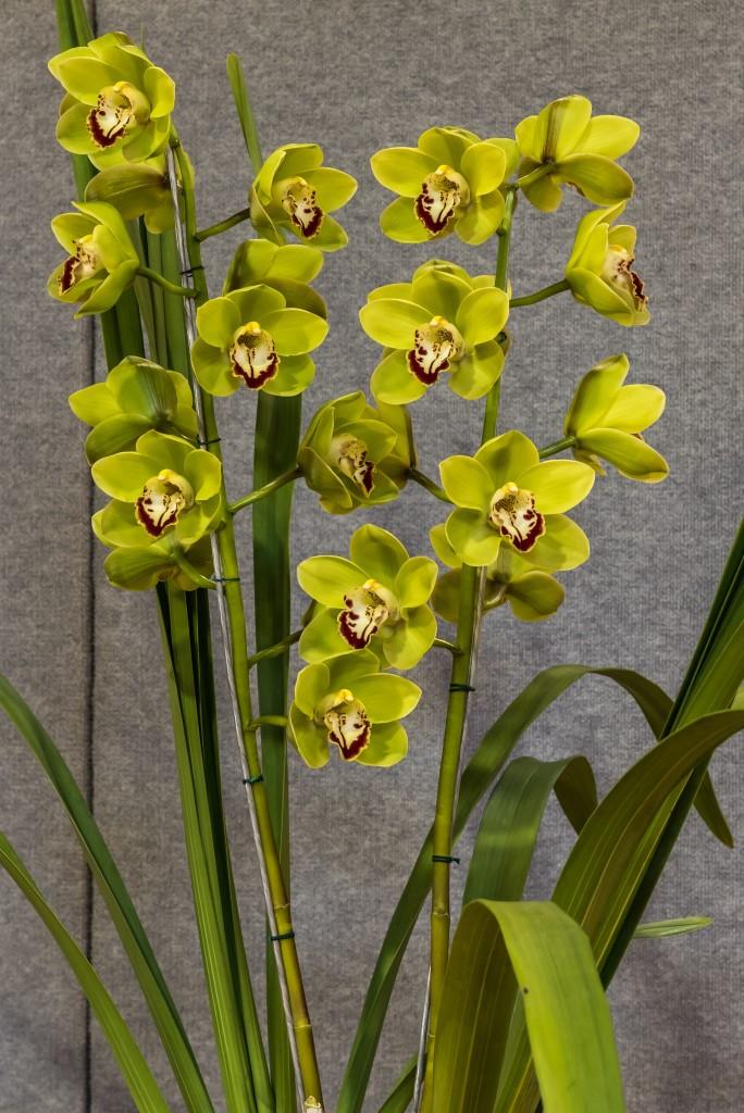 Cymbidium Daniel Thomas - photo 2