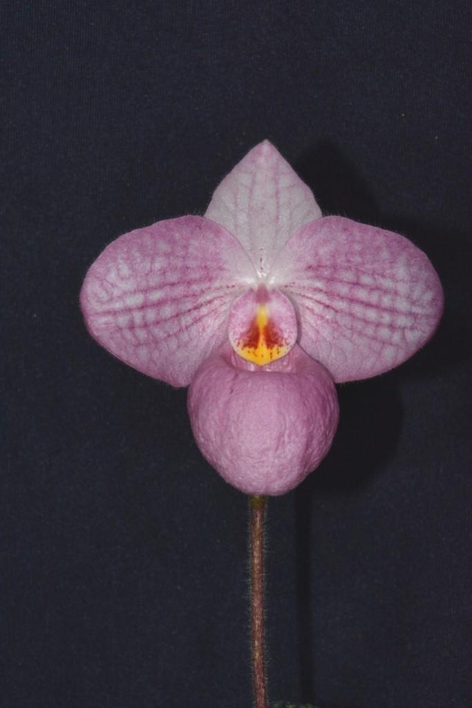 Paph Magic Lantern