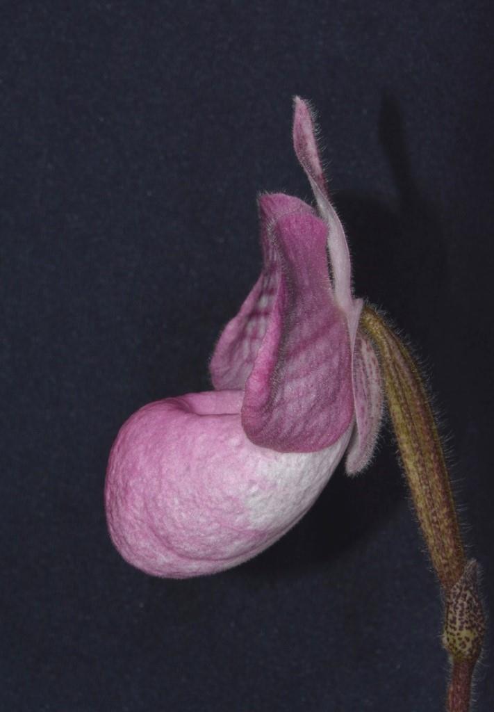 Paphiopedilum Magic Lantern - photo 2