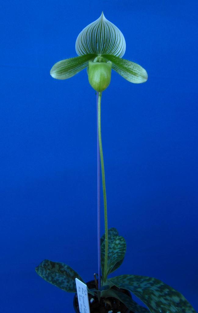 Paphiopedilum Alma Green - photo 2