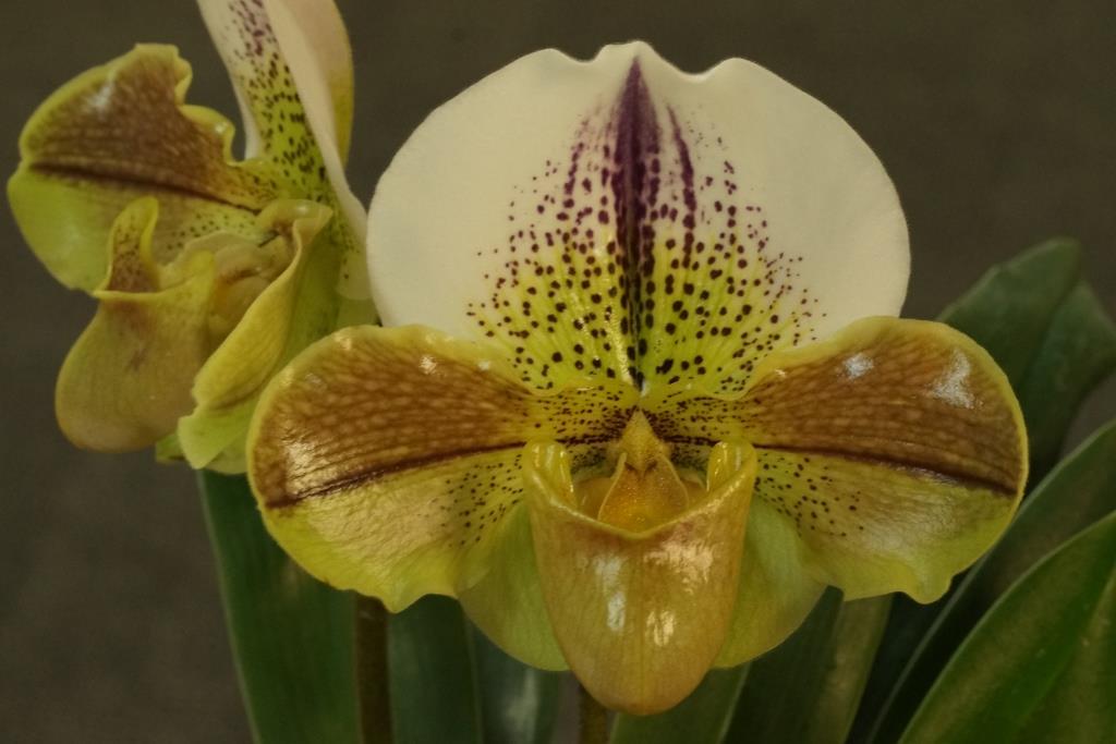 Paph Neridah