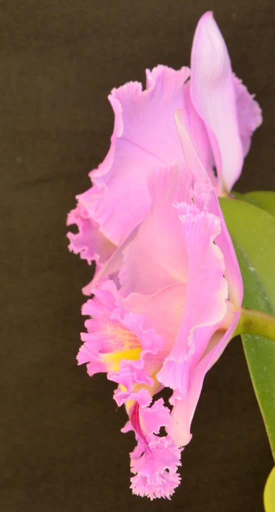 Rhyncholaeliocattleya John Morrison - photo 2