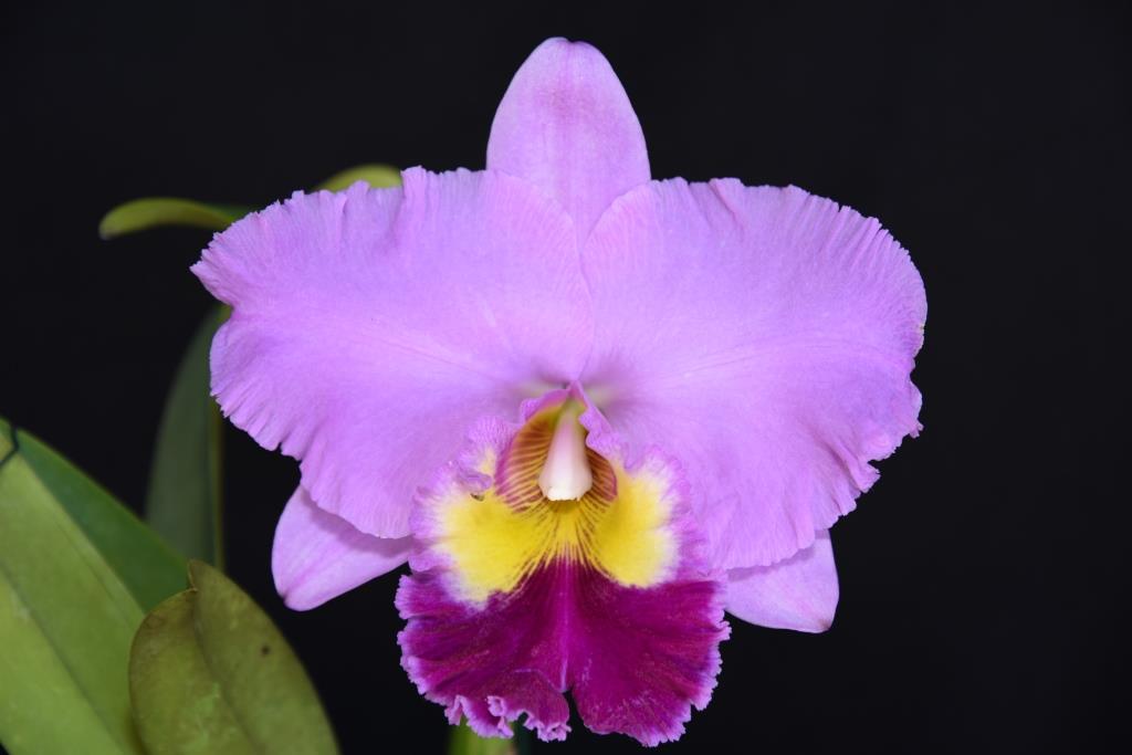 Rhyncholaeliocattleya Zilzie Fry - photo 2