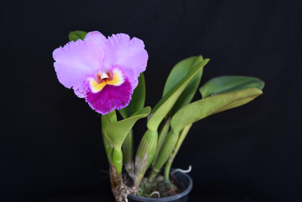 Rhyncholaeliocattleya Burdekin News - photo 2