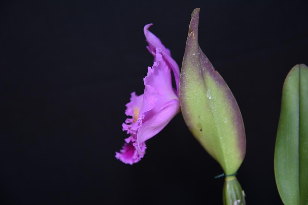 Rhyncholaeliocattleya Burdekin Reward - photo 2