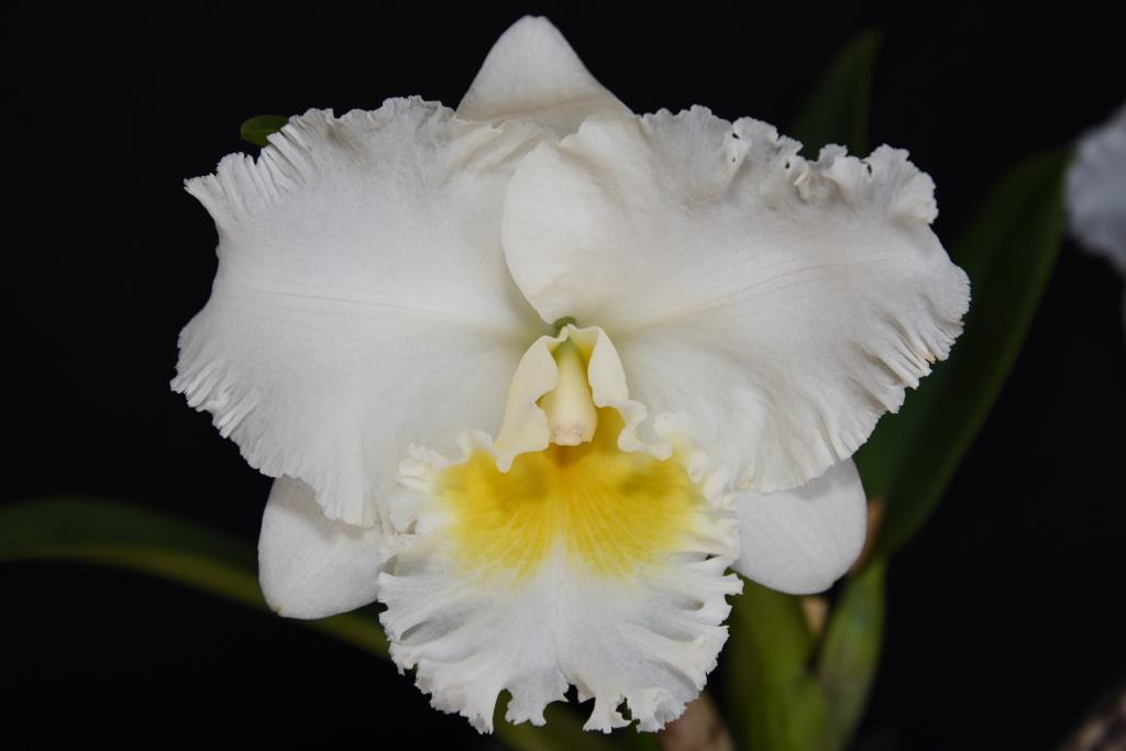 Rlc Burdekin Dream