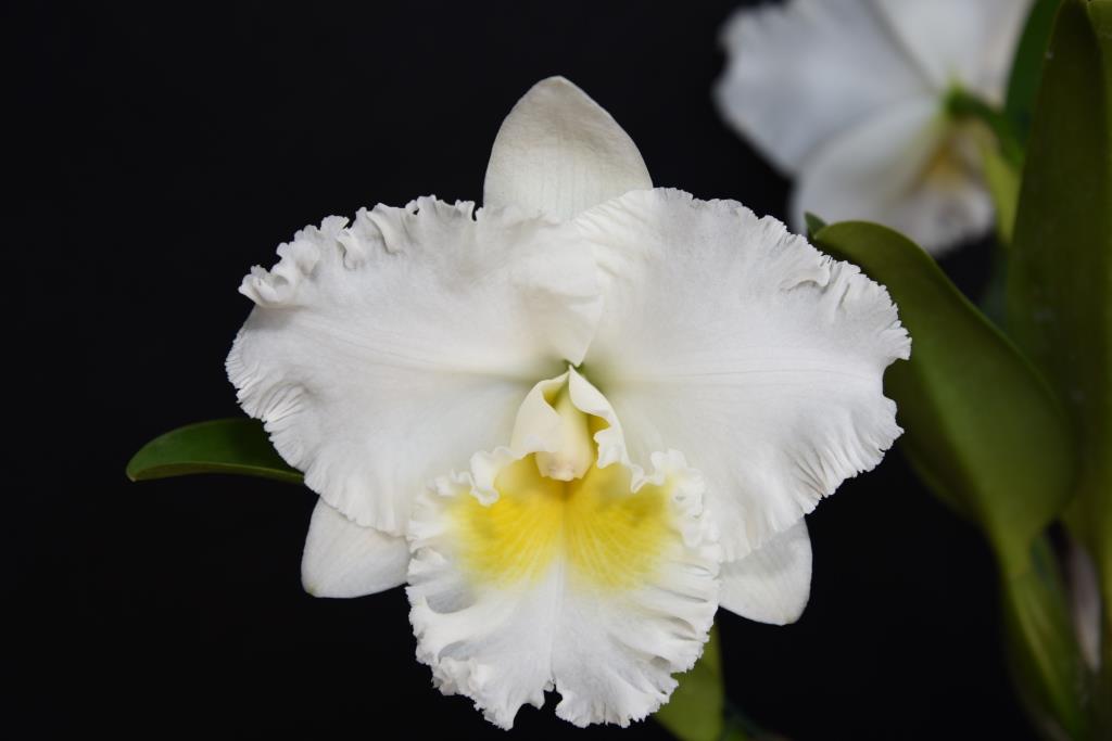 Rhyncholaeliocattleya Burdekin Dream - photo 2