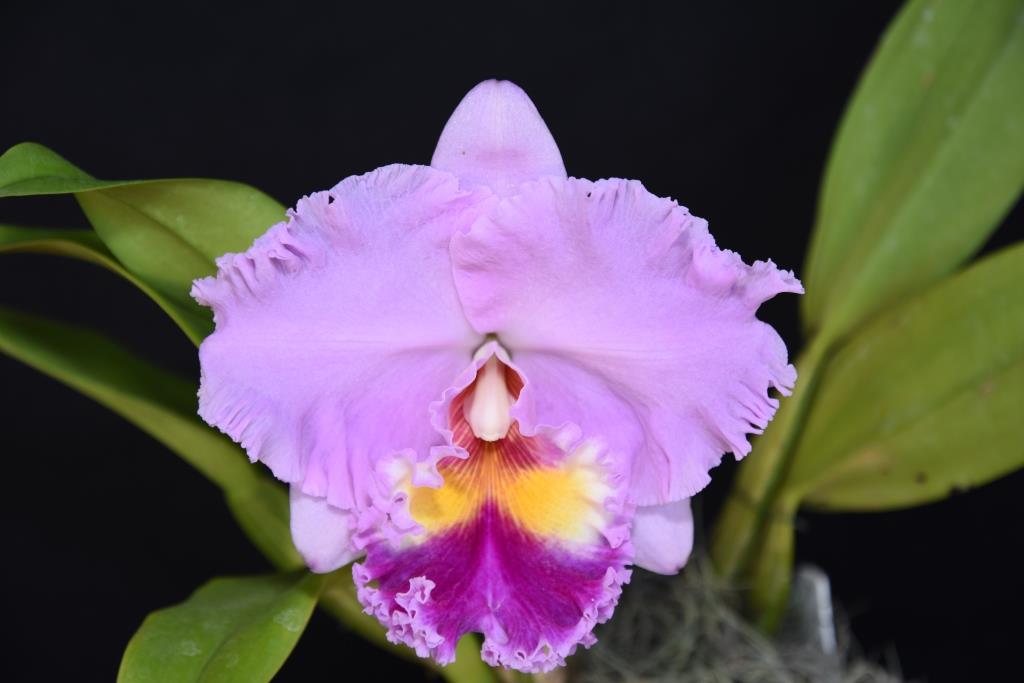 Rlc Burdekin Dream