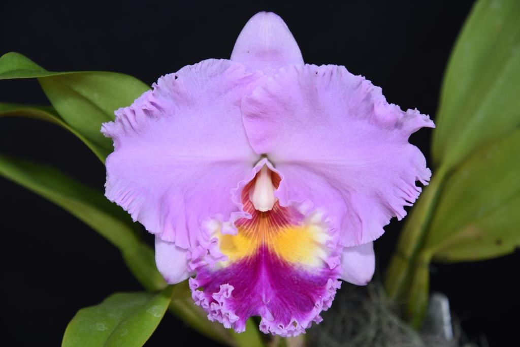 Rhyncholaeliocattleya Burdekin Dream - photo 2
