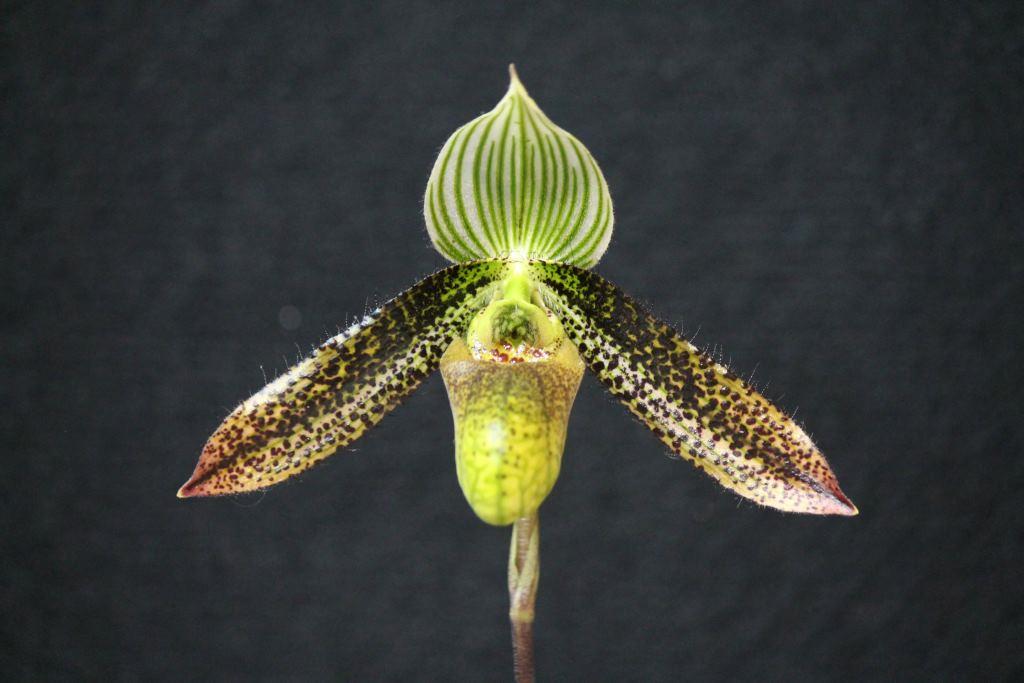 Paphiopedilum wardii