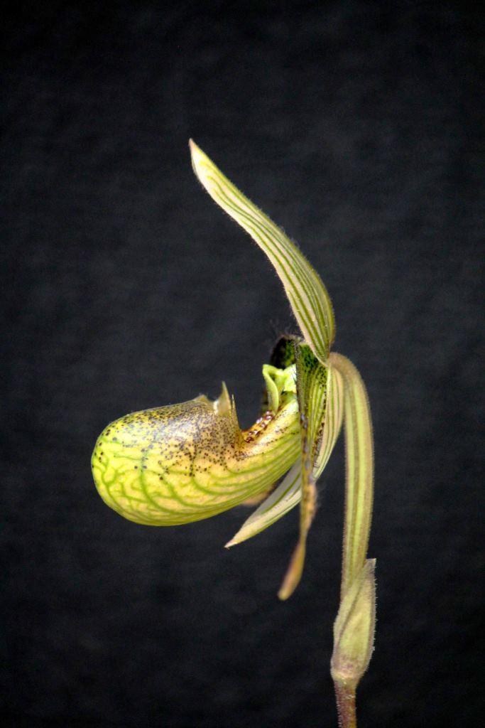 Paphiopedilum wardii - photo 2