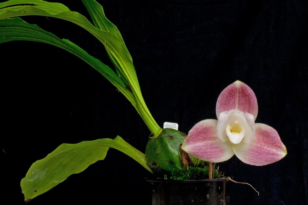 Lycaste Shonan Bright - photo 2