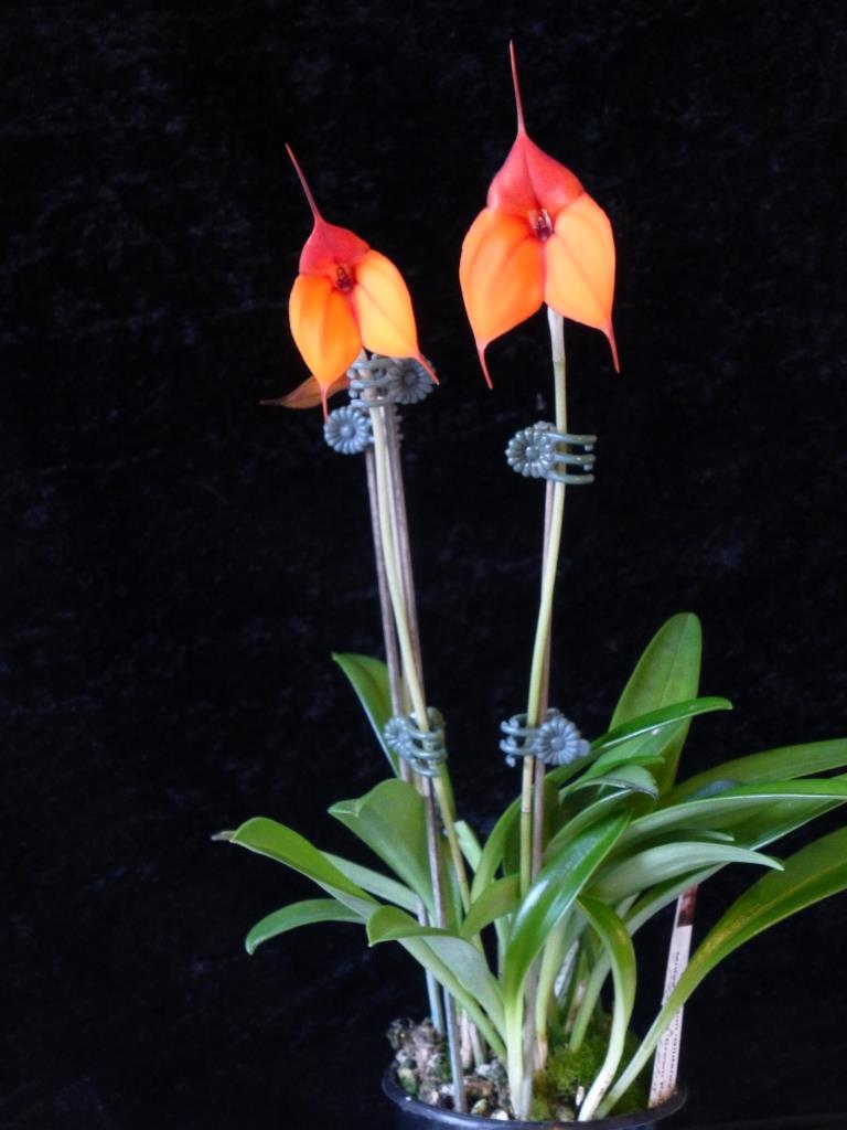 Masdevallia Bob Hoffman - photo 2