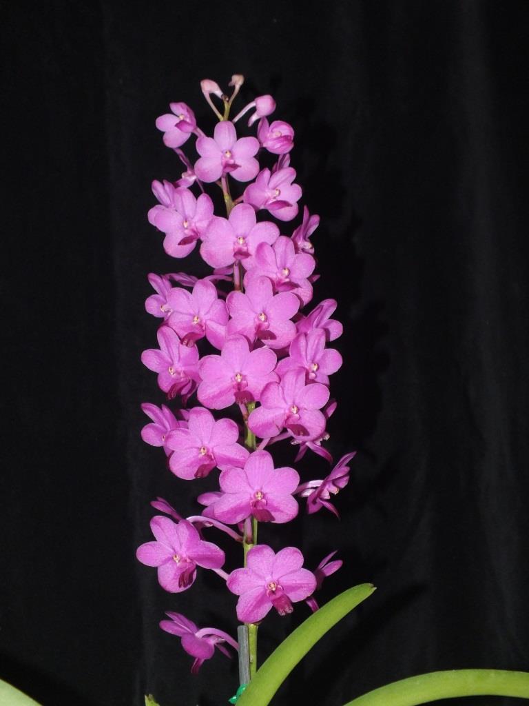 Vanda Pine Rivers - photo 2