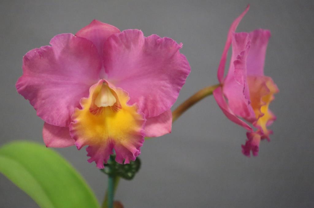 Rth Rosella's Horace