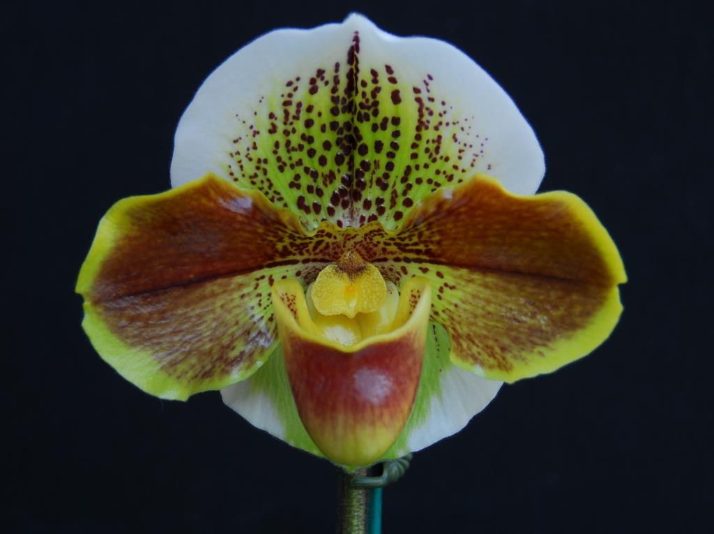 Paph Oliver Ho