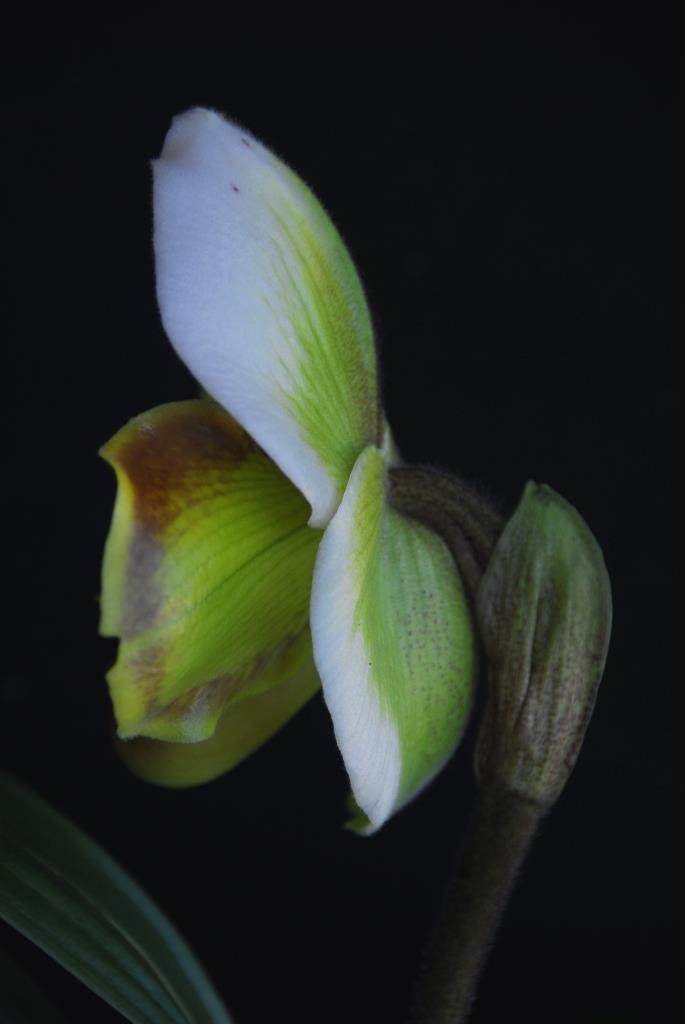 Paphiopedilum Oliver Ho - photo 2