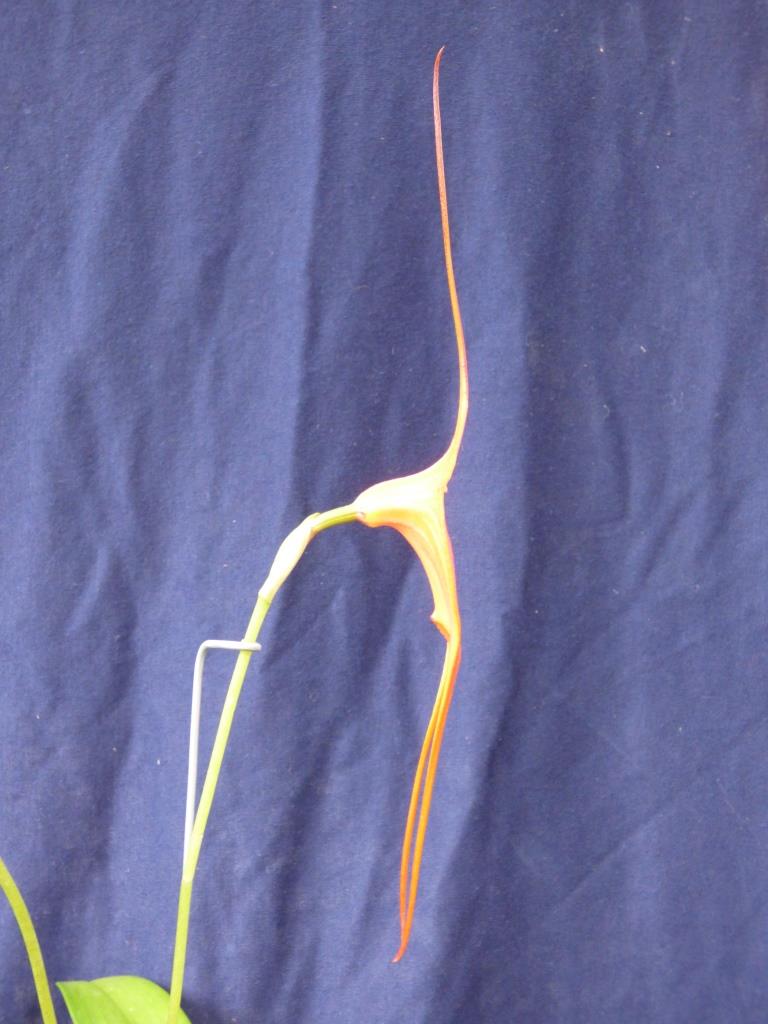 Masdevallia King of Kings - photo 2