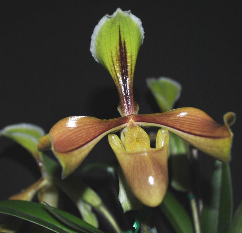 Paphiopedilum villosum
