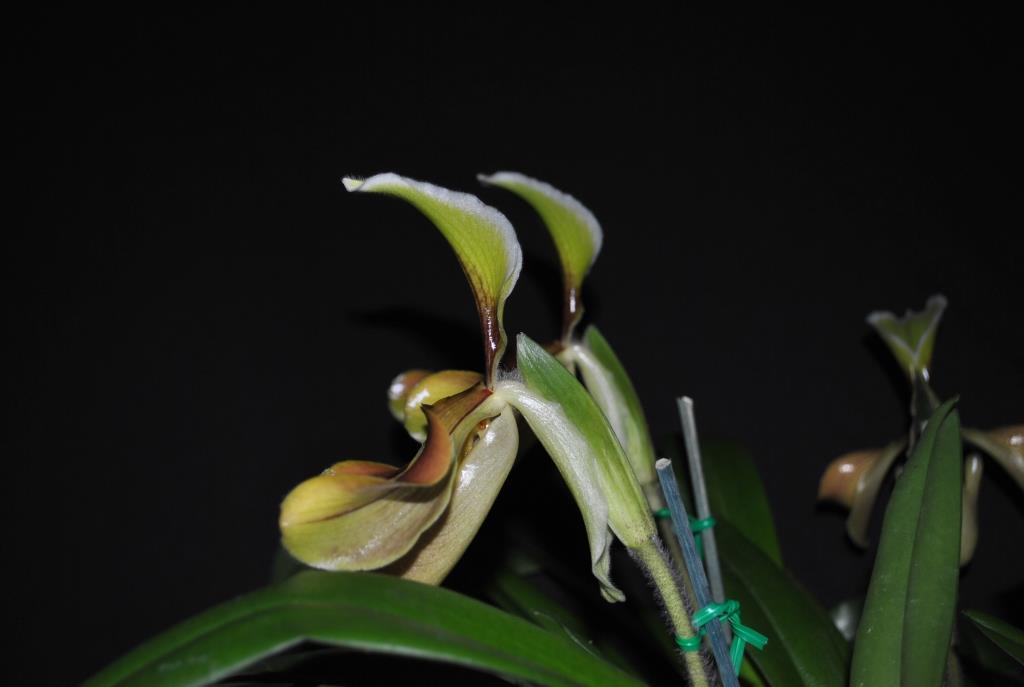 Paphiopedilum villosum var. villosum - photo 2