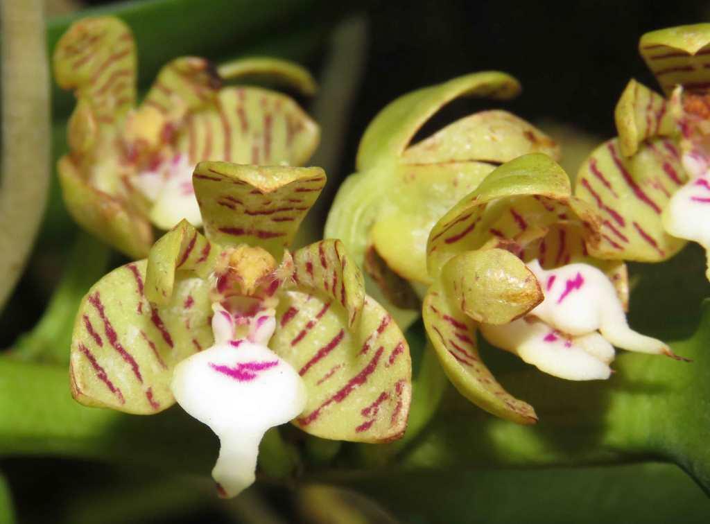 Trichoglottis geminata