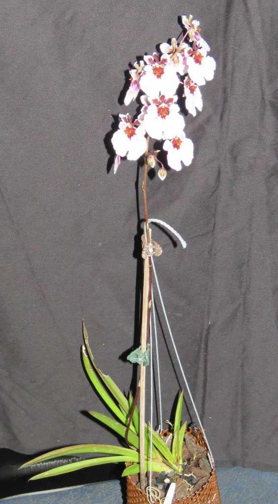Tolumnia Pink Panther - photo 2