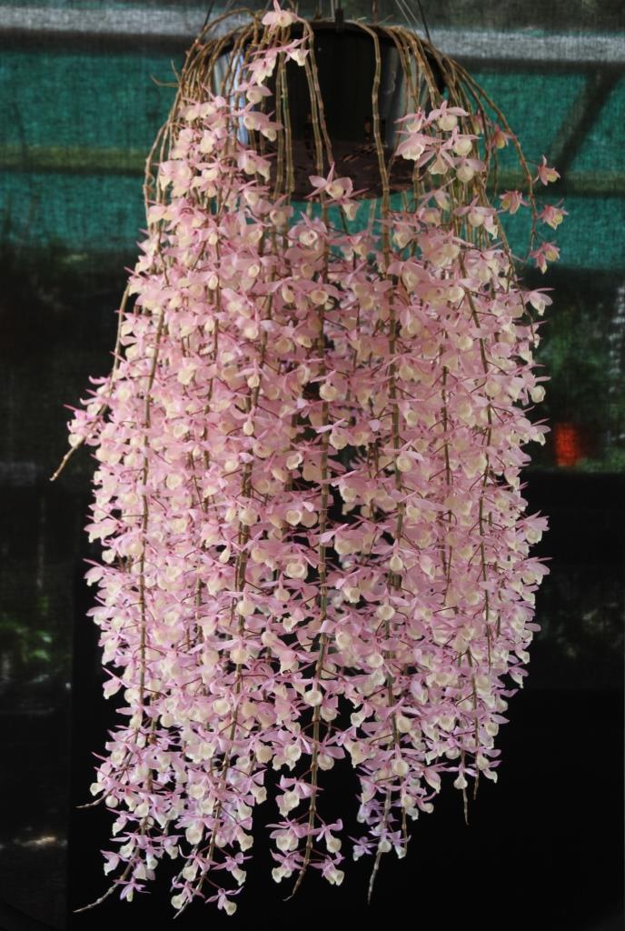 Dendrobium aphyllum