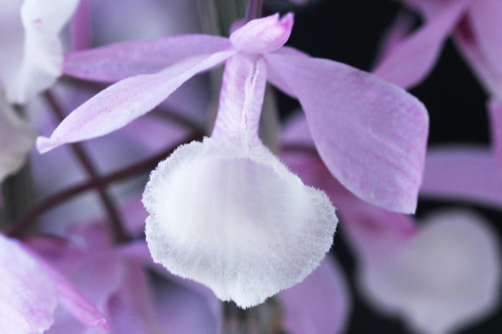 Dendrobium aphyllum - photo 2