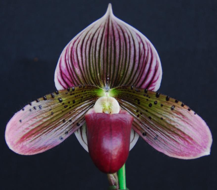Paph Hsinying Malone