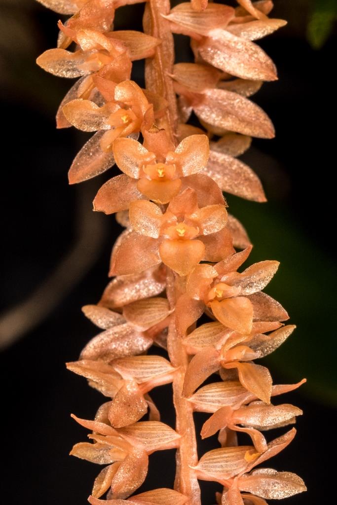 Coelogyne convallariiformis