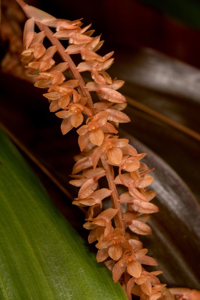 Coelogyne convallariiformis var. minor - photo 2