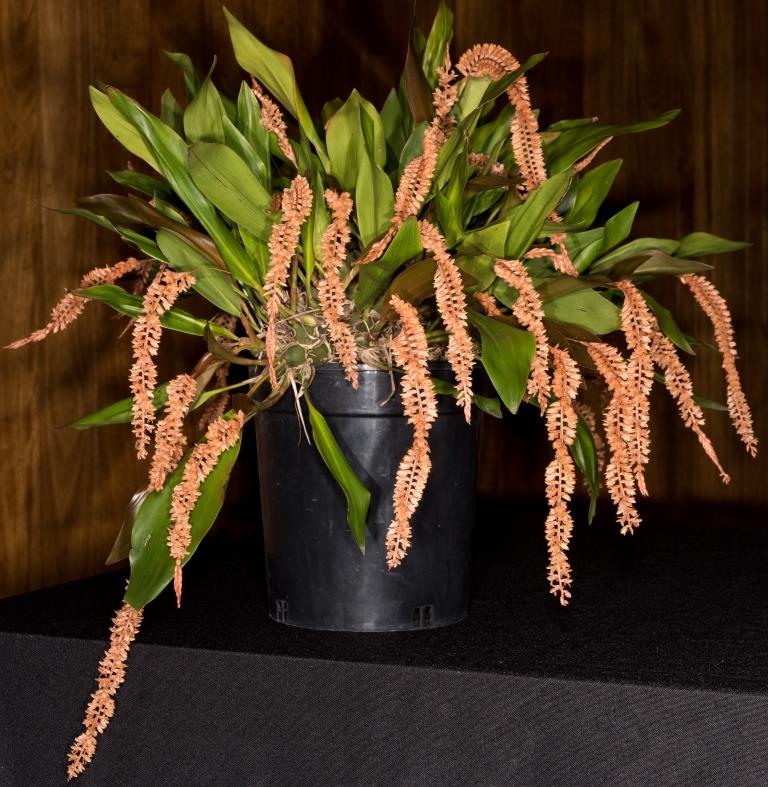 Coelogyne convallariiformis