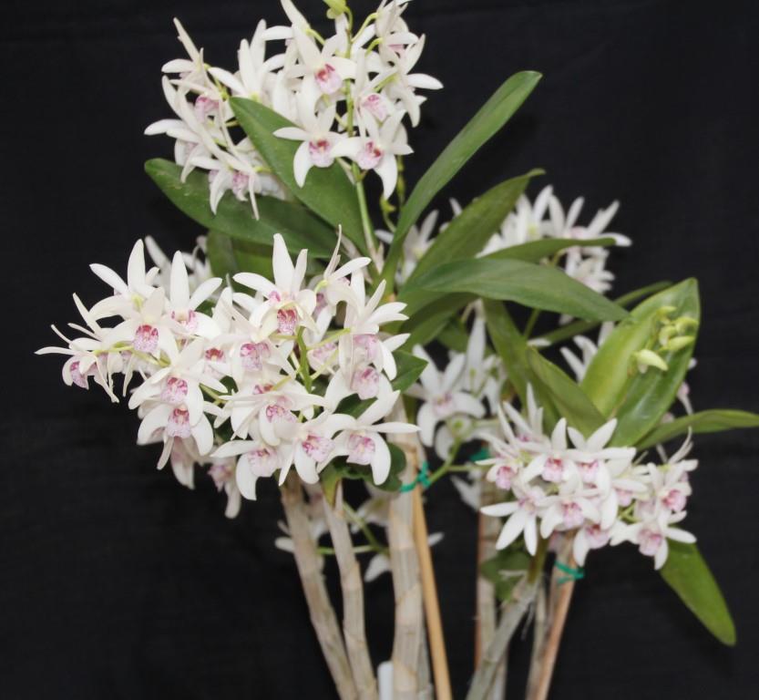 Dendrobium Tathra - photo 2