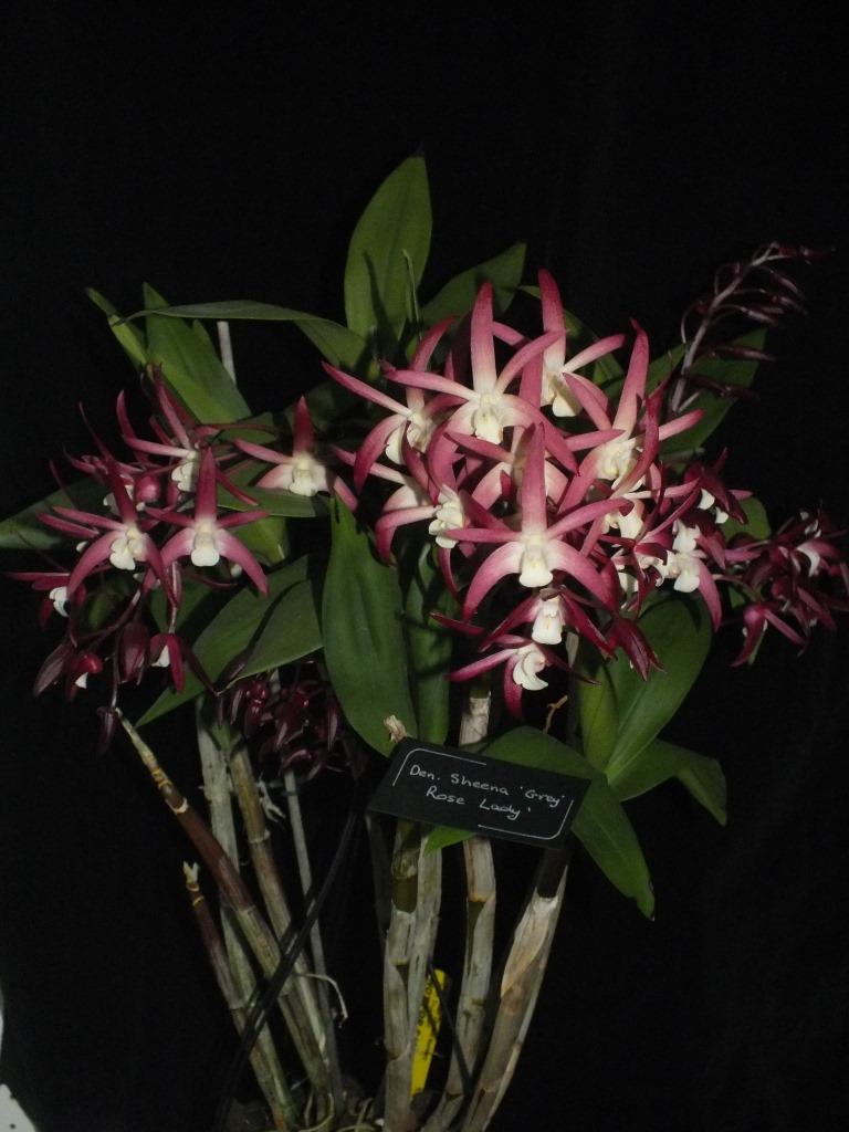 Dendrobium Sheena - photo 2