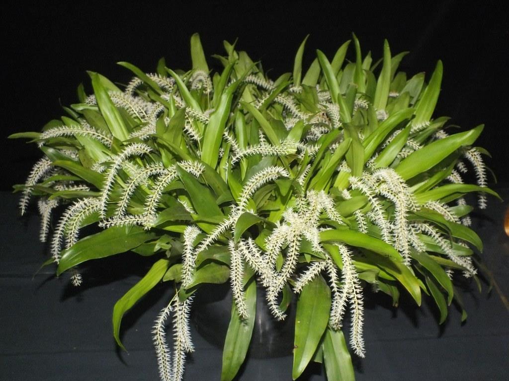 Coelogyne nivea