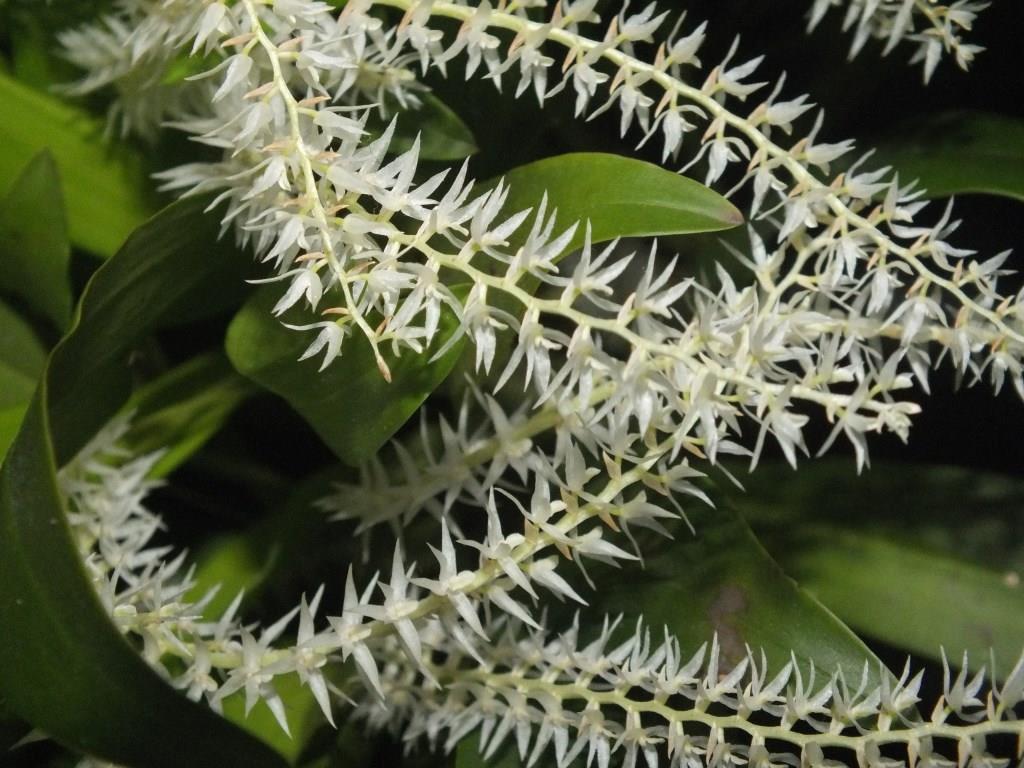 Coelogyne nivea - photo 2