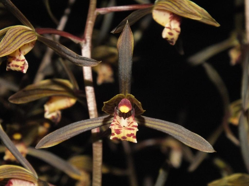 Cymbidium sinense