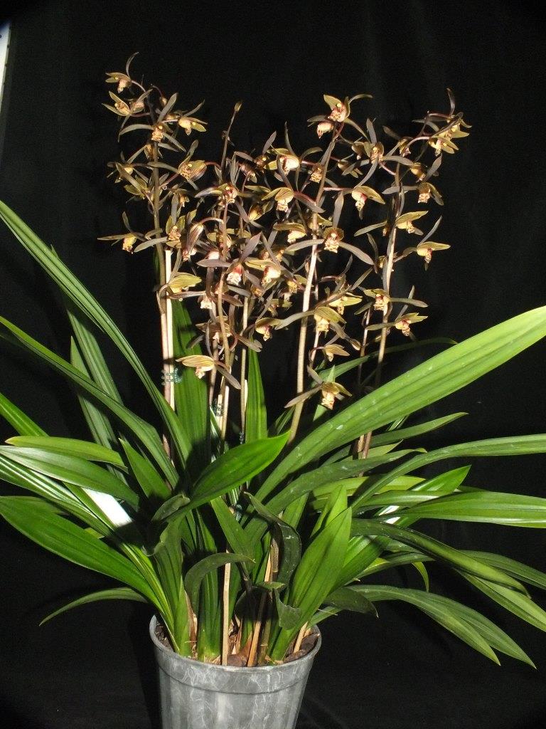 Cymbidium sinense - photo 2