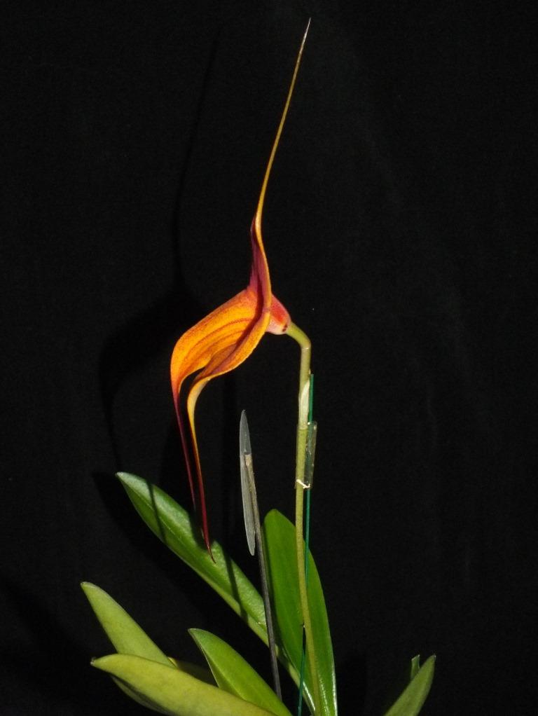 Masdevallia Rein Touch - photo 2