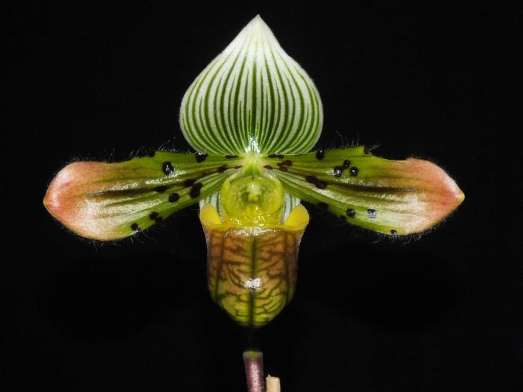 Paphiopedilum venustum - AM/AOC
