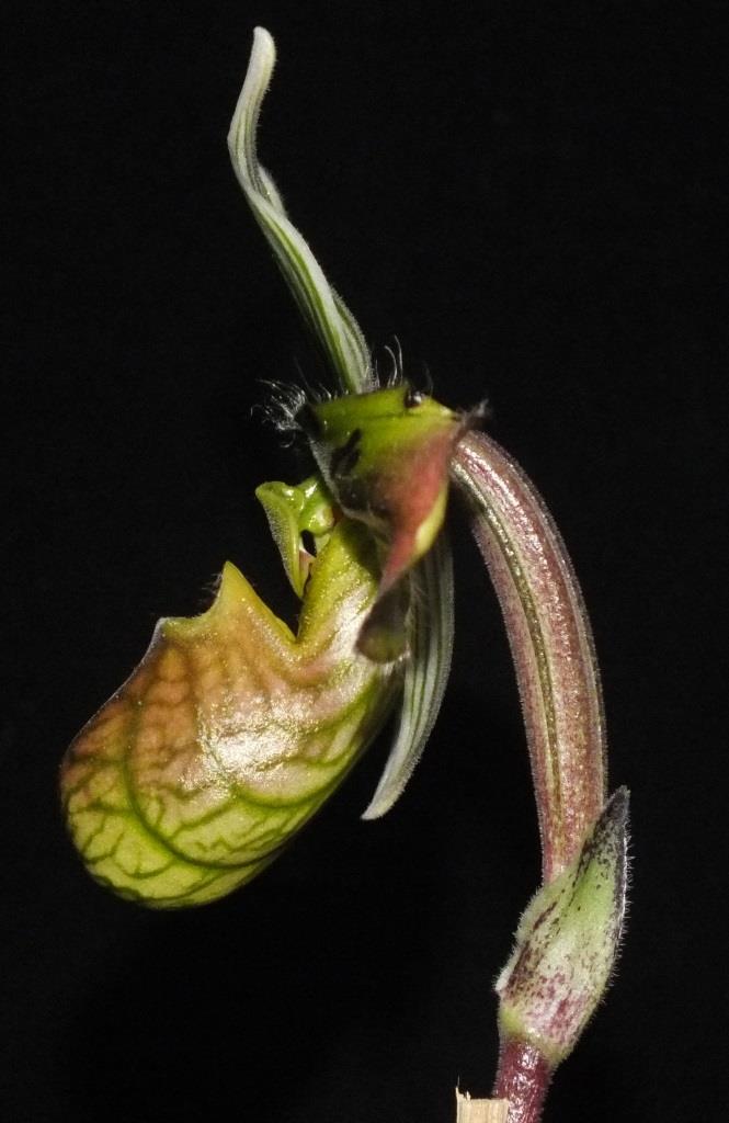 Paphiopedilum venustum - photo 2
