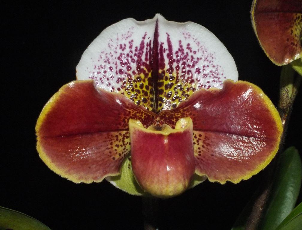 Paph Golbal Harmony