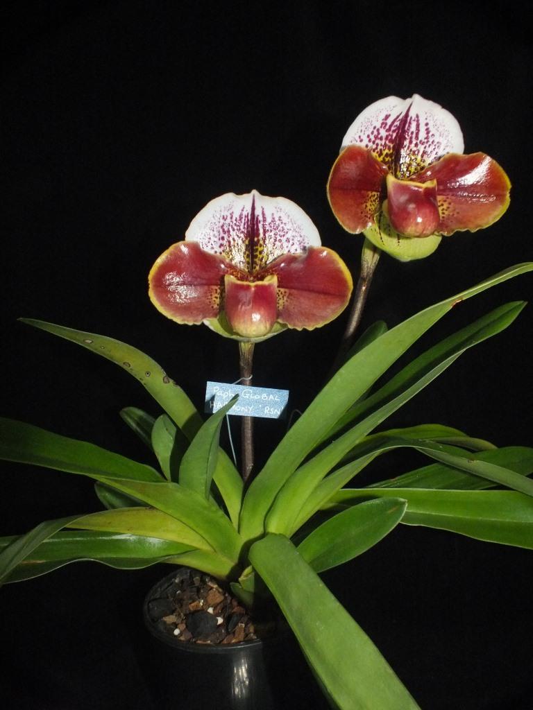 Paphiopedilum Golbal Harmony - photo 2