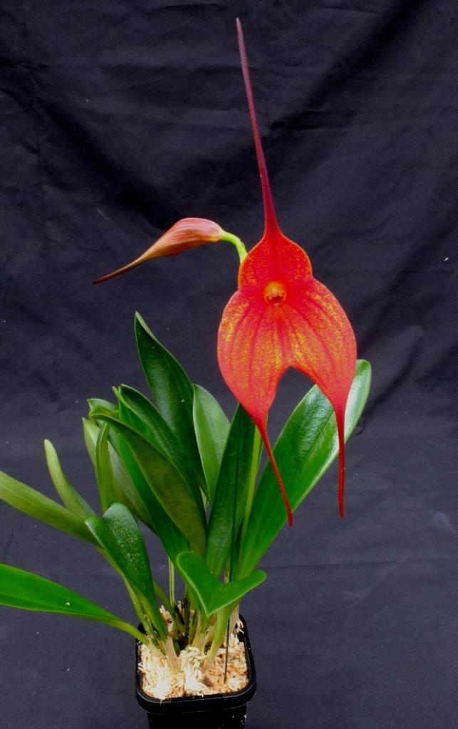 Masdevallia Latin Touch - photo 2