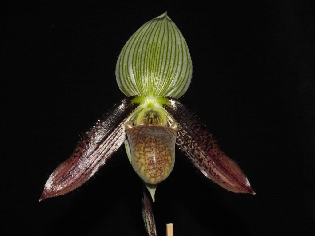 Paphiopedilum wardii
