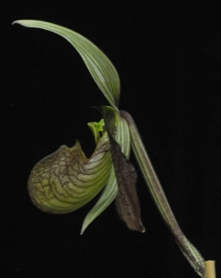 Paphiopedilum wardii - photo 2