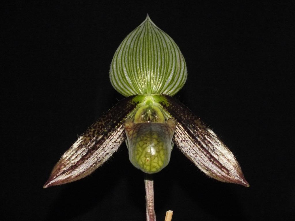Paphiopedilum wardii