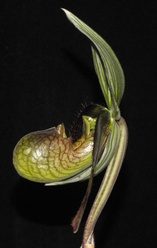 Paphiopedilum wardii - photo 2
