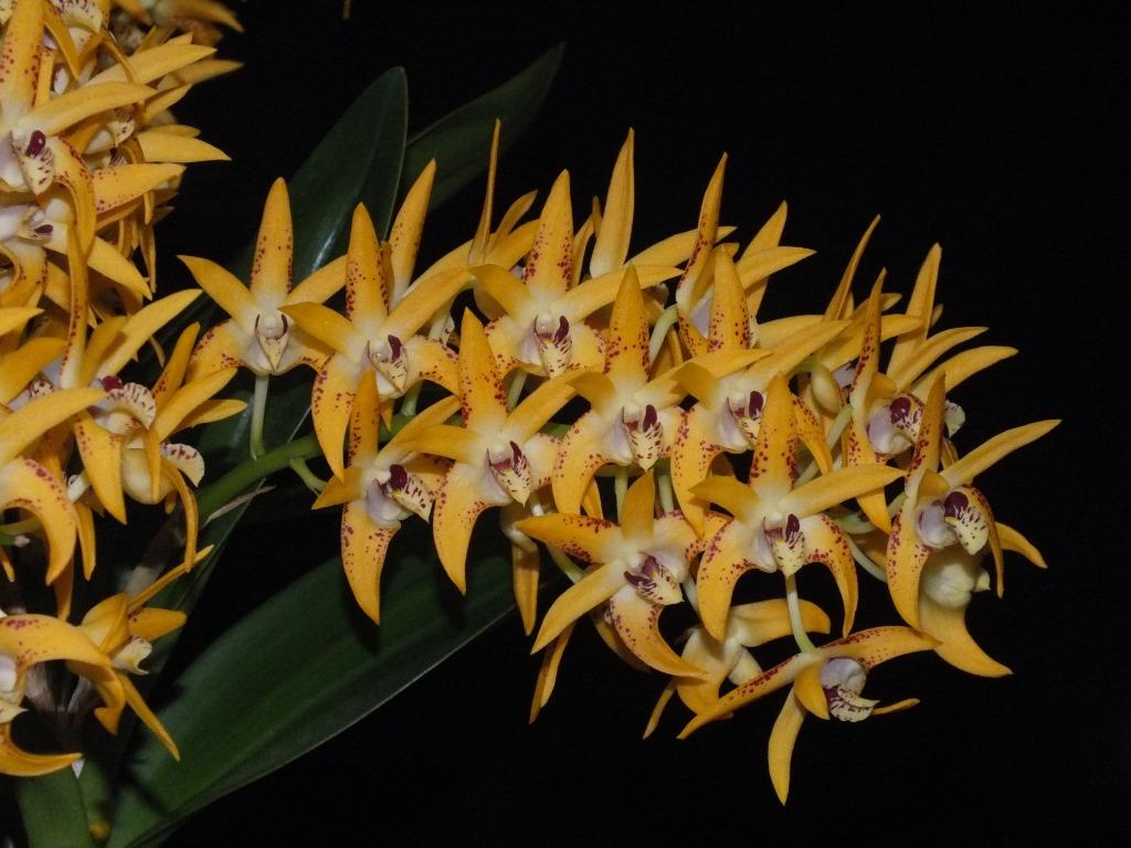Dendrobium Avril's Gold - photo 2