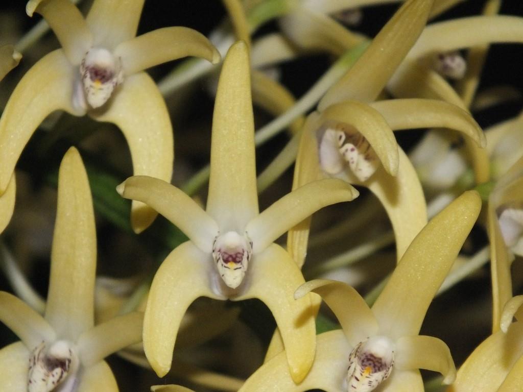 Dendrobium speciosum